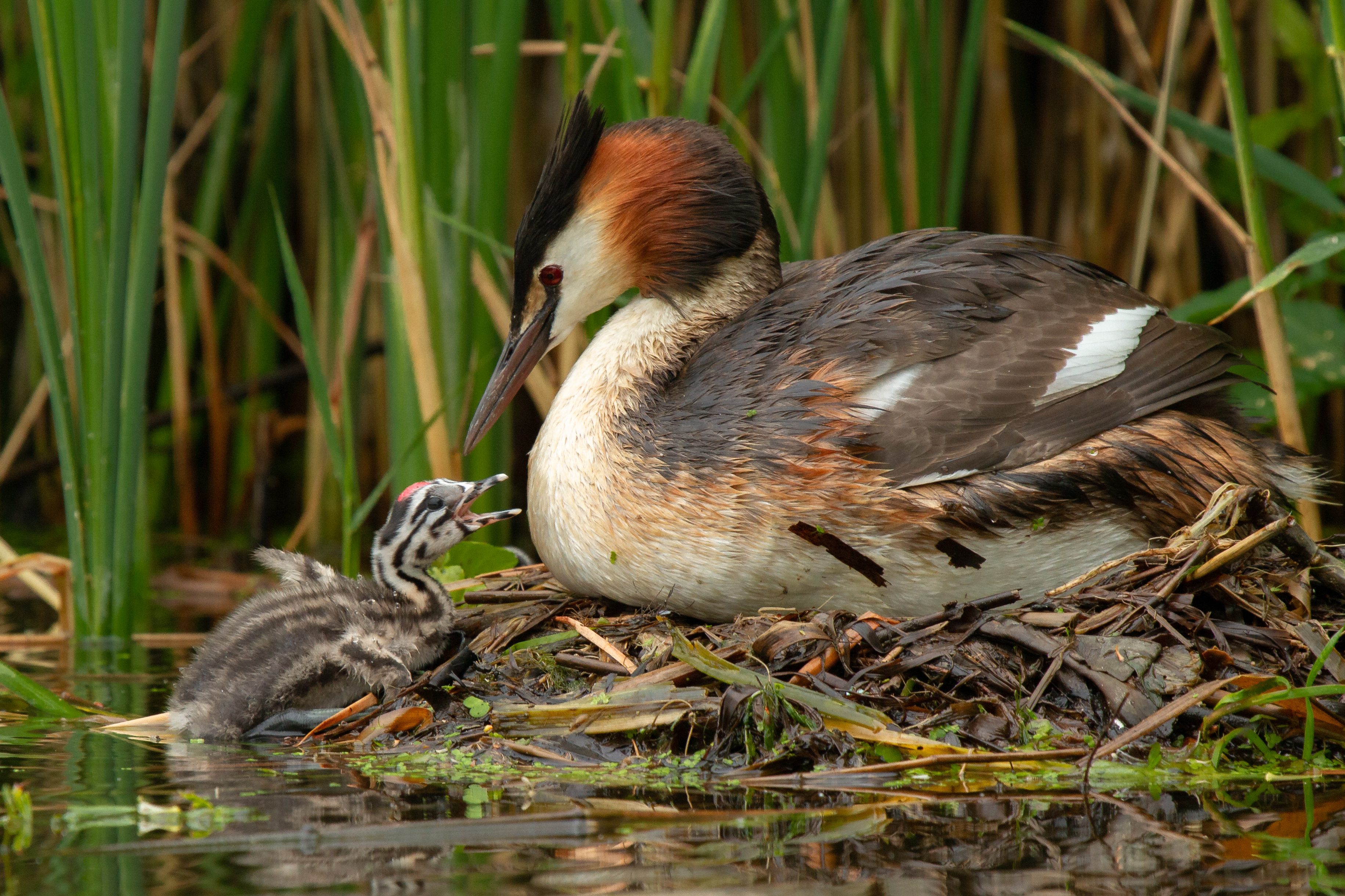 Saule pleureur et Grèbe huppé